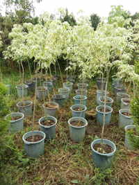 درختچه افرای سفید (شیردار)